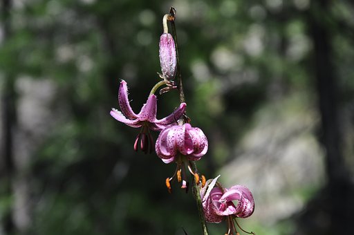 Free Flower Bloom photo and picture