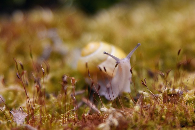 Hlemýžď, Skořápka, Měkkýš, Gastropod