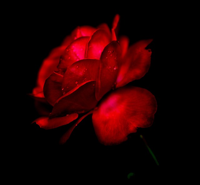 Free Flower Rose photo and picture