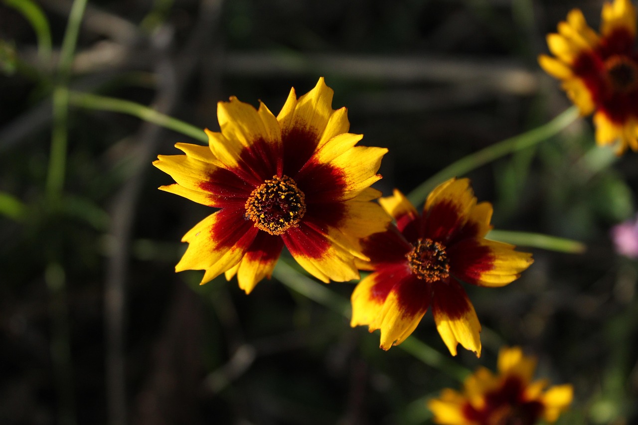 Blanket Flowers Garden - Free photo on Pixabay - Pixabay