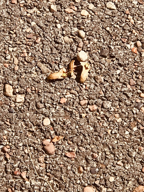 Free Floor Acorn photo and picture