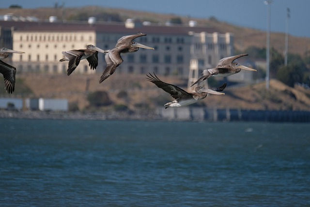 Free Pelicans Birds photo and picture