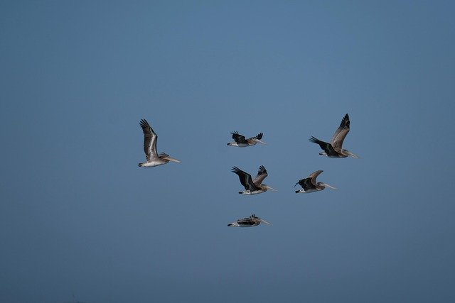 Free Pelicans Flying Birds photo and picture