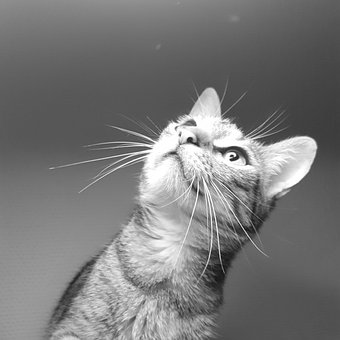Katze, Einfarbig, Tier, Porträt