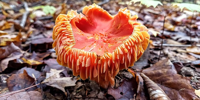Free Fungus Splendid Waxcap photo and picture