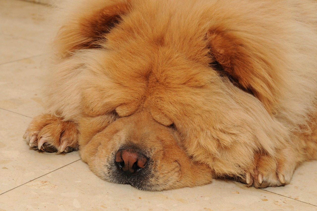 Chow Chow Hund Aufkleber – Personalisierbar, Wetterfest & Perfekt Für Auto, Laptop & Co.