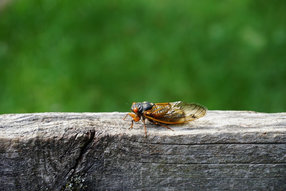 Cicada Pharaoh Insect - Free photo on Pixabay - Pixabay