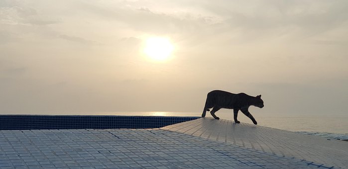 Free Cat Sunset photo and picture
