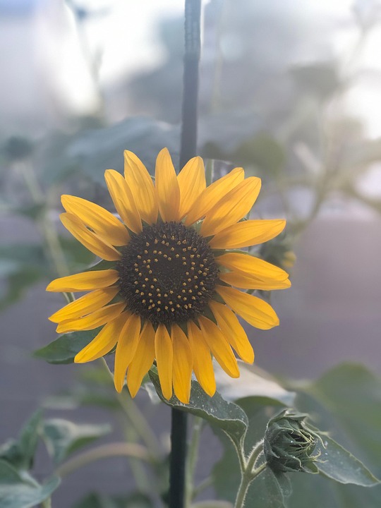 Sunflower Nature Bloom - Free photo on Pixabay - Pixabay