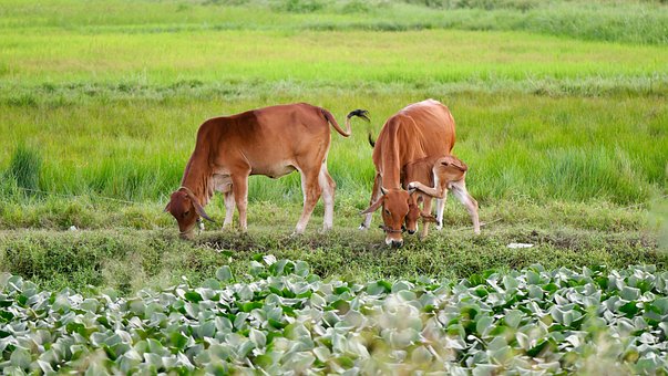 Animal, Vaca, Pastar, Ganado, Fauna