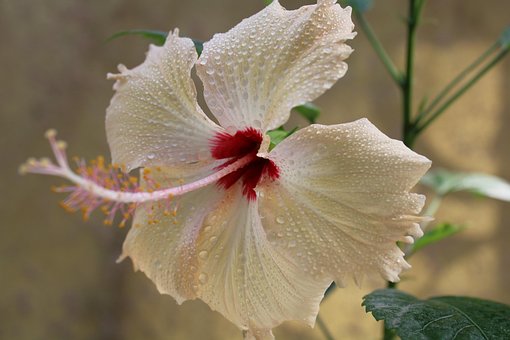 Free Hibiscus White Flower photo and picture