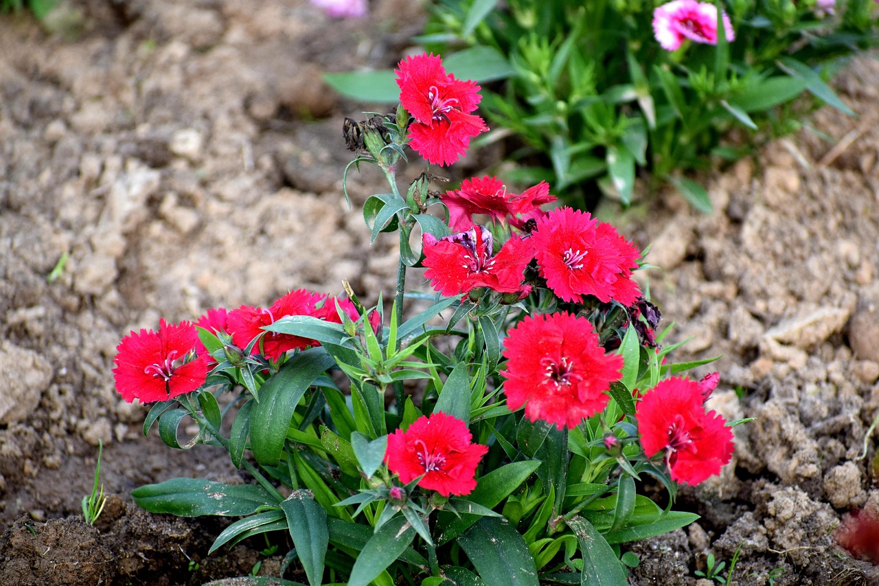 57+ Pinke Blume Garten, Dann diese liste von rosa blumennamen wird