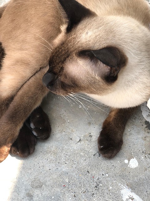 Animal, Mamifer, Pisică, Pisică De Rasă