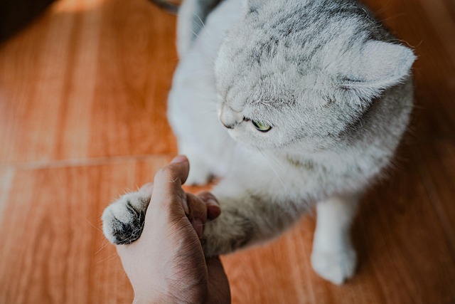 Gato, Animal, Animais De Estimação