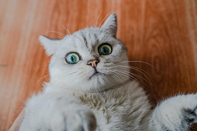 Gato, Natureza, Bicho De Estimação
