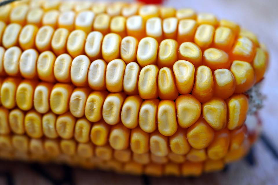 Corn Corncob Food - Free photo on Pixabay