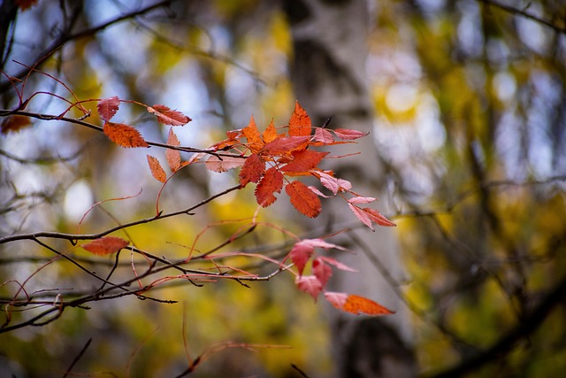 Free Tree Leaves photo and picture