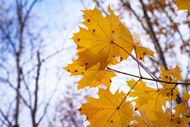 枫 树叶 落下 - Pixabay上的免费照片 - Pixabay
