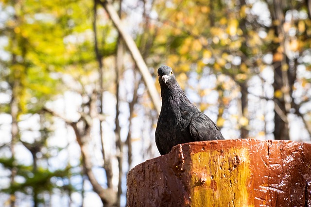 Free Pigeon Dove photo and picture