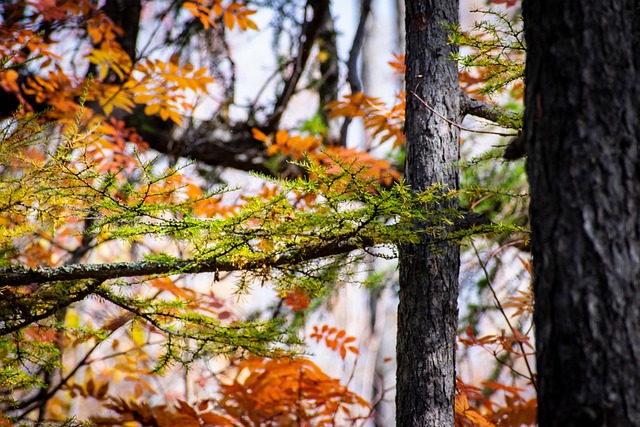 Free Trees Nature photo and picture