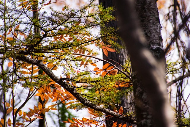 Free Trees Nature photo and picture