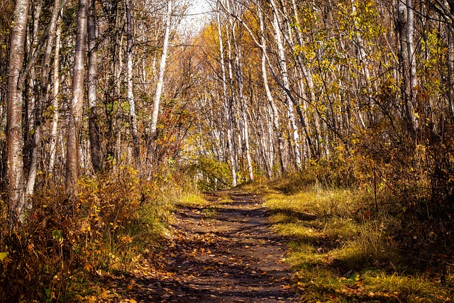 Free Forest Nature photo and picture
