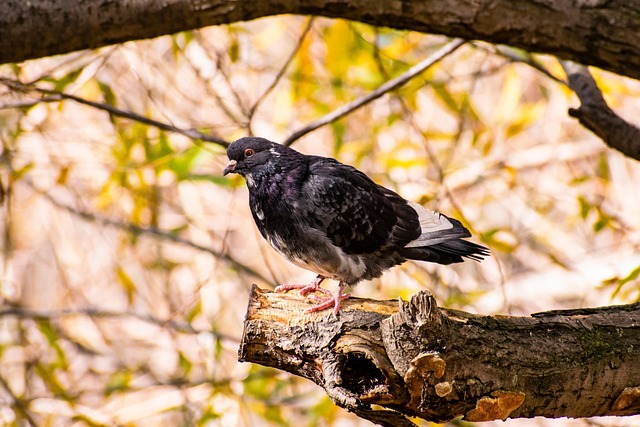 Free Bird Ornithology photo and picture