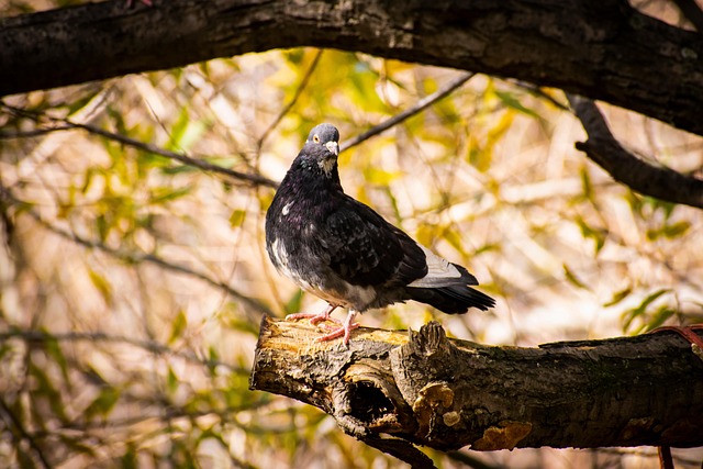 Free Pigeon Dove photo and picture
