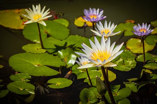Lotus, Bloem Achtergrond, Mooie Bloemen