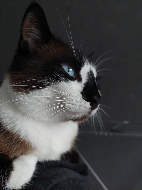 Free Cat Feline photo and picture