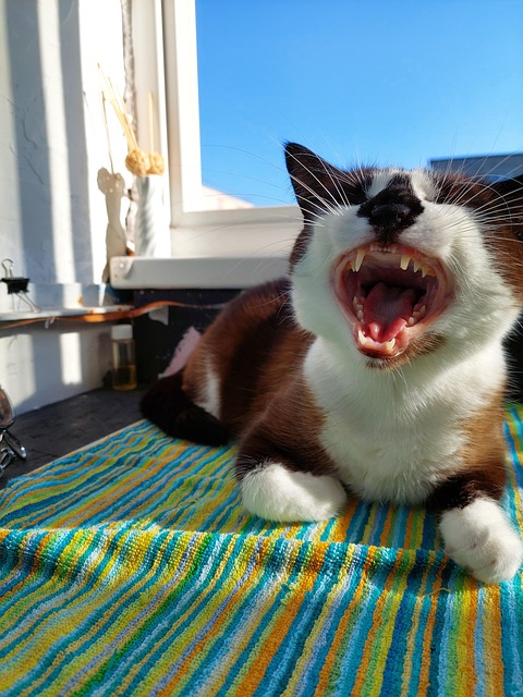 Free Cat Mammal photo and picture