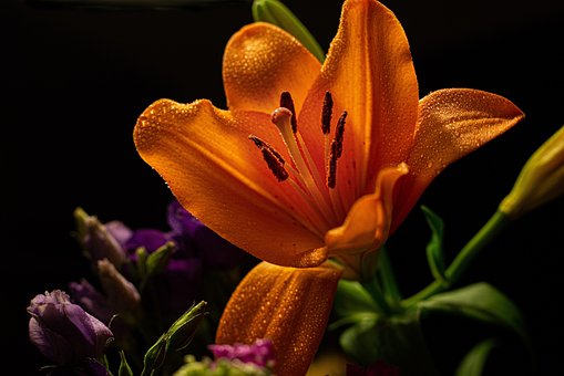 Blomster, Kronblade, Blomstre, Flora