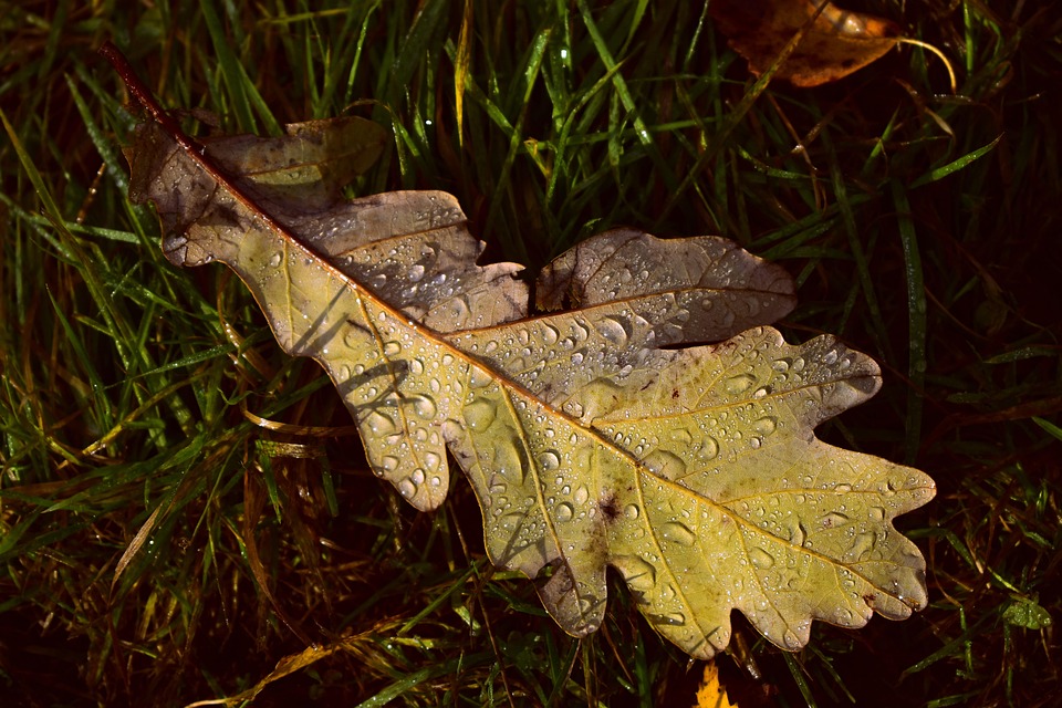 橡树叶 草 叶子 - Pixabay上的免费照片 - Pixabay