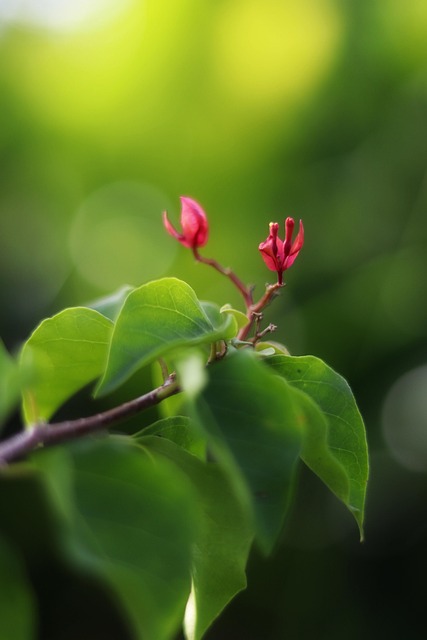 Free Flower Bloom photo and picture