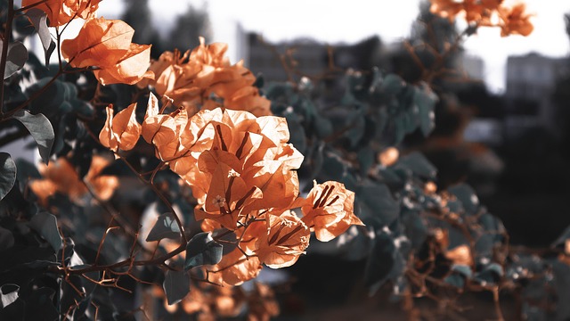 Free Flowers Beautiful Flowers photo and picture