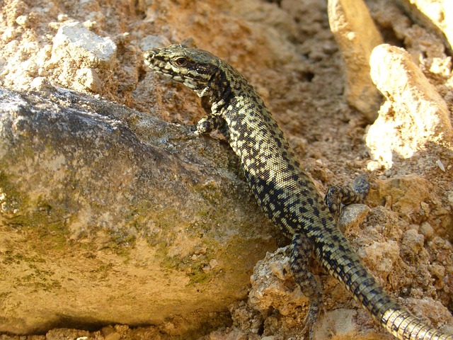 Lagartijo Lagarto Roca - Foto gratis en Pixabay - Pixabay