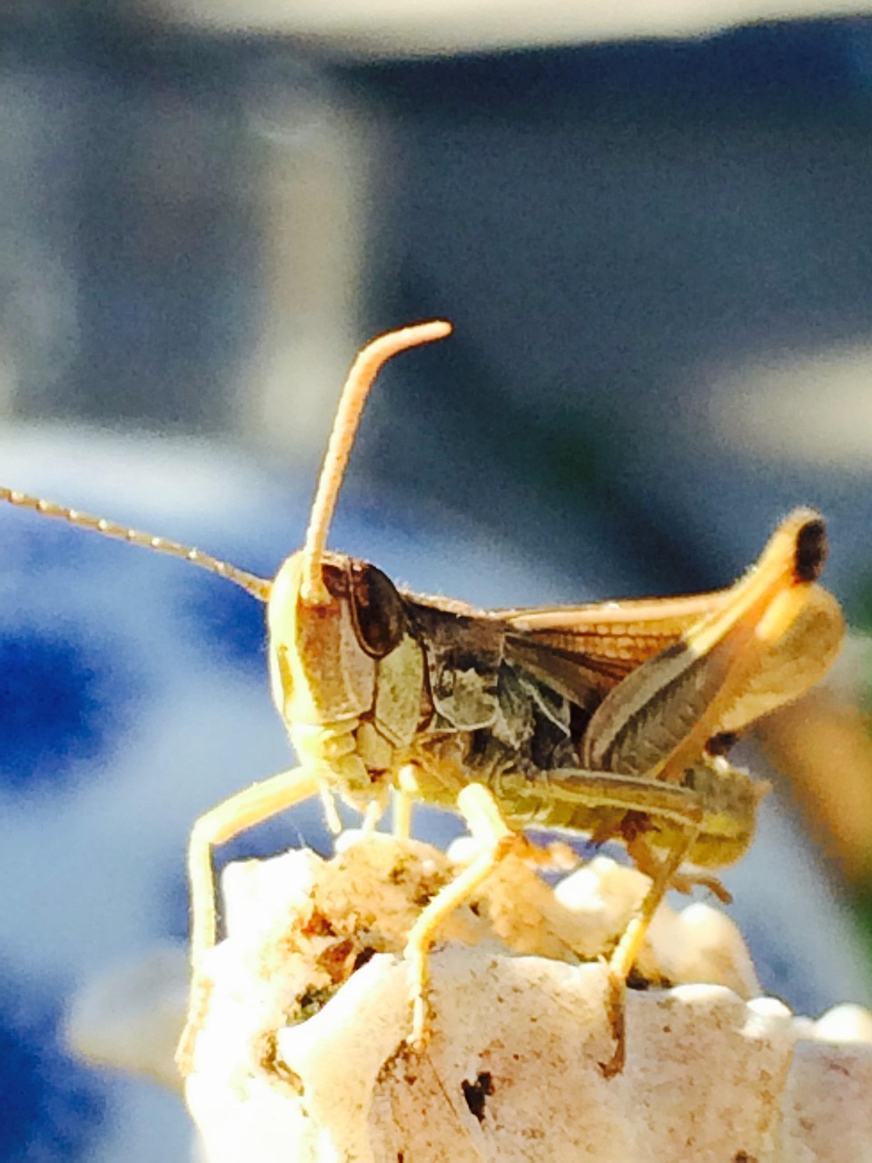 Grasshopper Insect Nature - Free photo on Pixabay - Pixabay