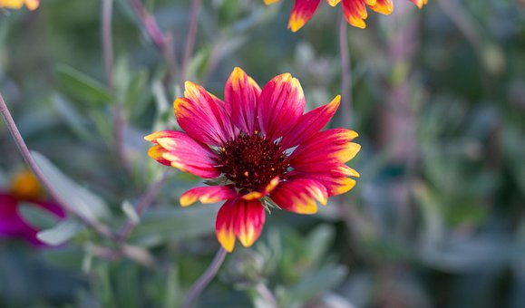 Blume, Blüte, Botanik, Blütenblätter