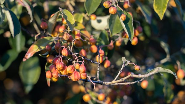 Natur, Beeren, Pflanze, Herbst