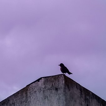 Vogel, Lila, Himmel, Nacht, Abend