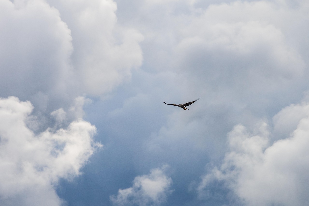 Des Nuages Ciel Oiseau - Photo gratuite sur Pixabay - Pixabay