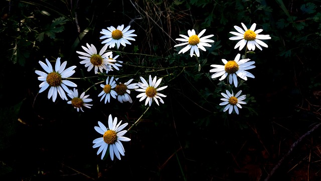 Free Gujeolcho Autumn Flowers photo and picture