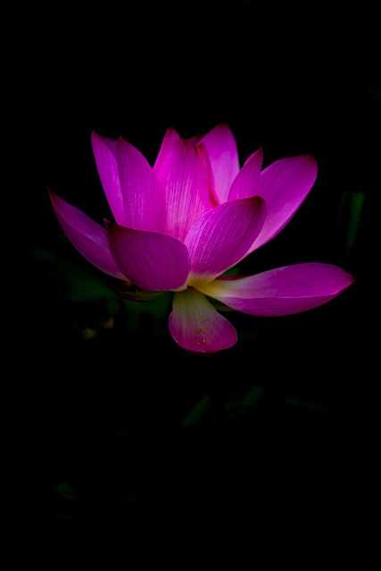 Free Lotus Flower photo and picture