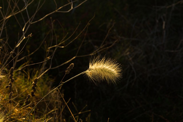 Oído, Grano, Agricultura, Cosecha, Oro