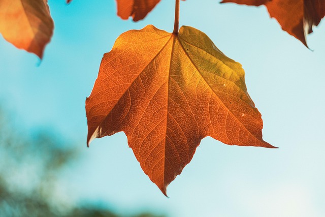 Free Leaves Nature photo and picture