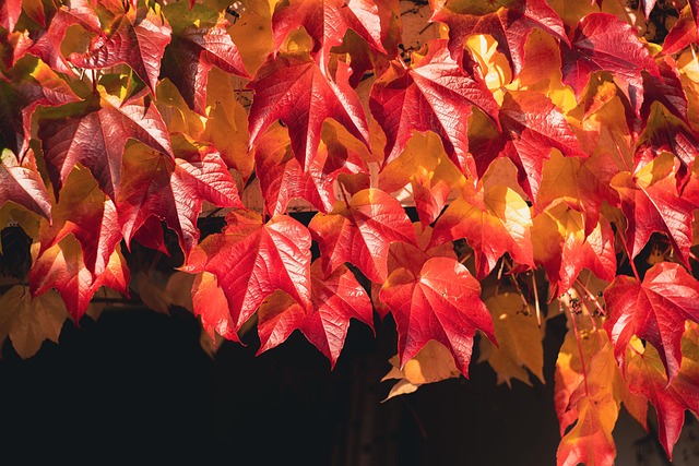 Free Fall Leaves photo and picture