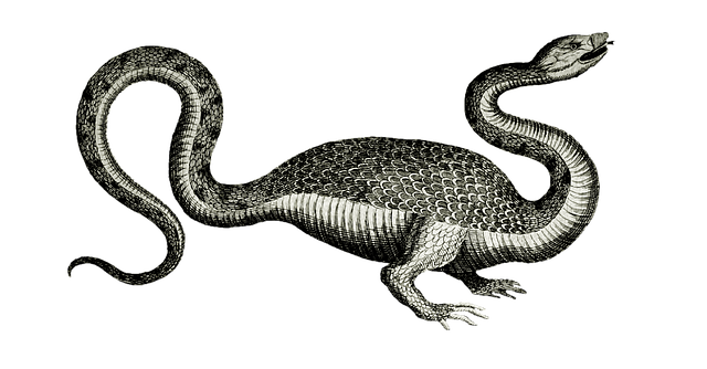Free dragon creature folklore illustration