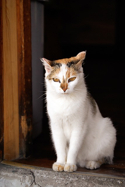 猫 宠物 猫科动物 - Pixabay上的免费照片 - Pixabay