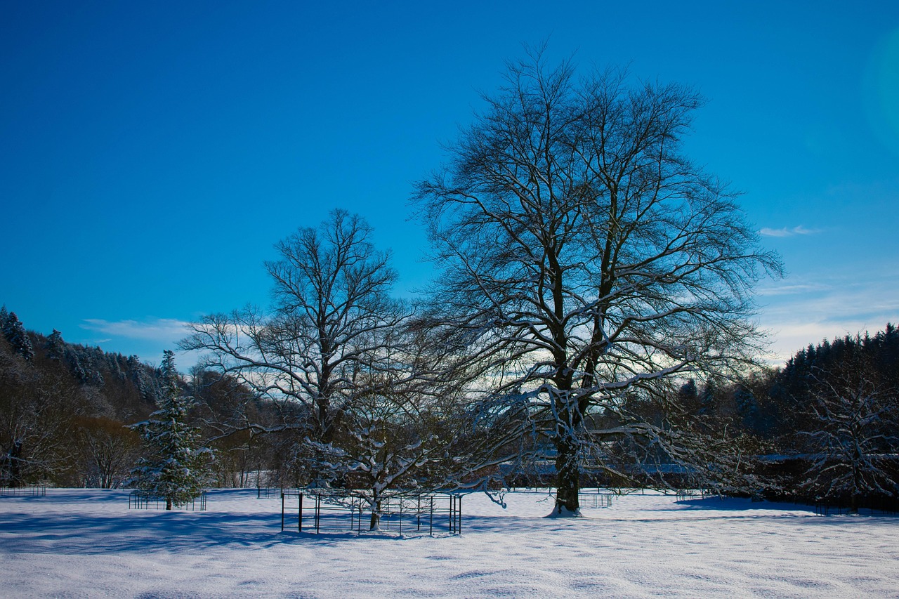 树木 雪 寒冷的 - Pixabay上的免费照片 - Pixabay