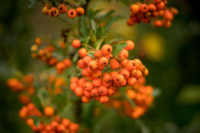 Free Plant Firethorn photo and picture